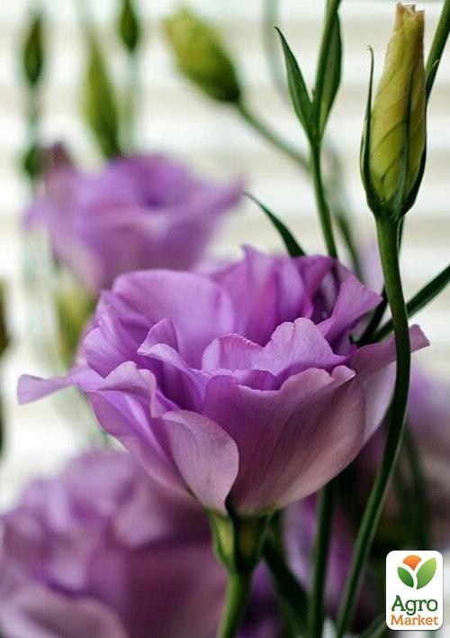 Эустома махровая горшечная "Carmen Lilac"