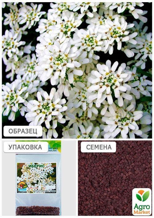 Іберіс (Зипер) ТМ "Весна" 1г - фото 4