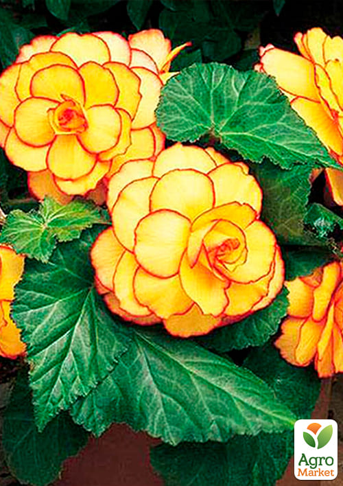 Бегонія "Пікоті" 1 шт - фото 2