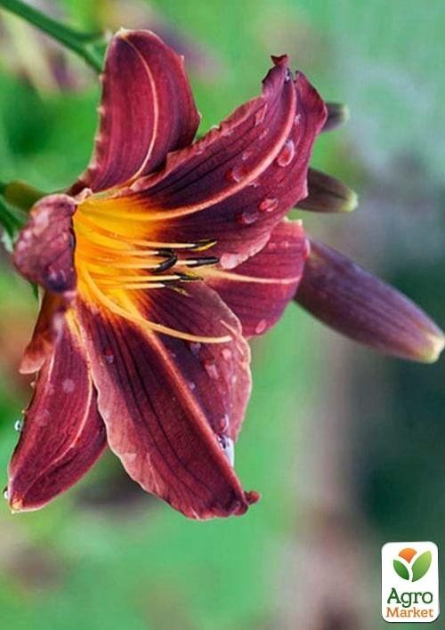 Лилейник "Black Prince" 1шт в упаковке - фото 2