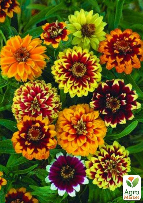 Цинія "Перський килим" (Зипер) ТМ "Весна" 2г - фото 2