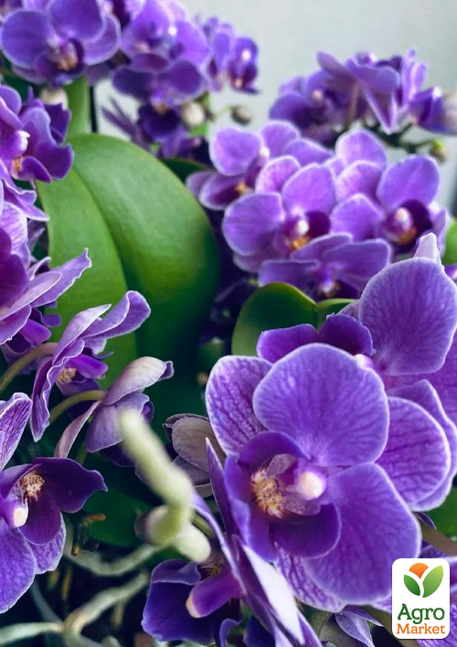 Орхідея (Phalaenopsis) «Cascade Violet» - фото 6