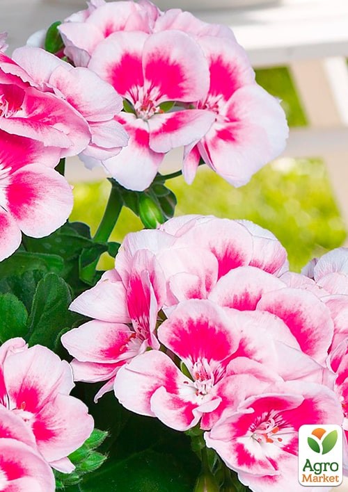 Пеларгония зональная Flower Fairy "White Splash" - фото 2
