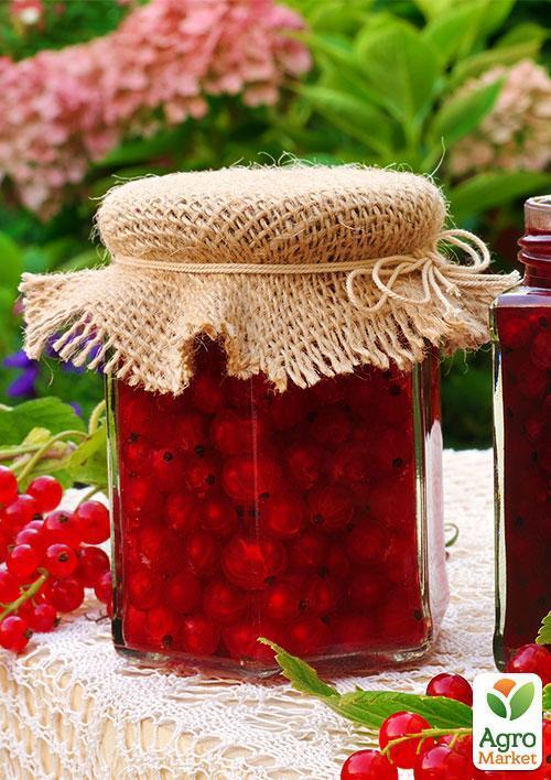 Калина красная  - фото 6