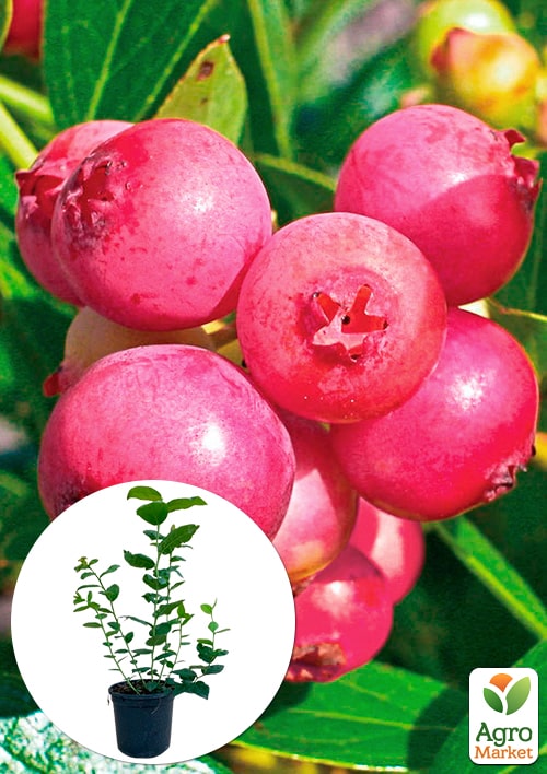 Голубика (черника садовая) 2 года "Пинк Лимонад" (Pink Iemonade) С1.5  высота 40-50см