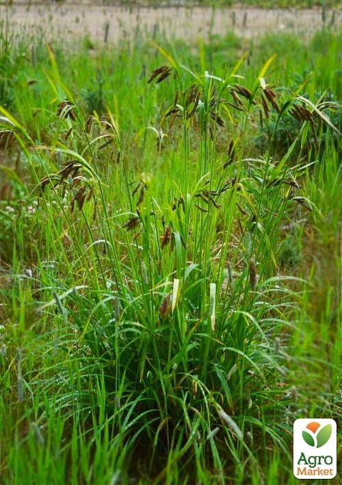Осока повислая "Pendula" вазон С2 - фото 2