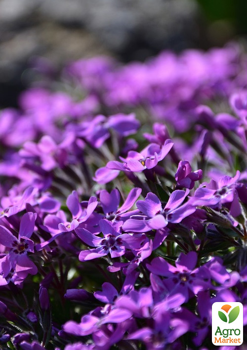 Флокс шилоподібний "Purple Beauty" (квітковий килим) - фото 2