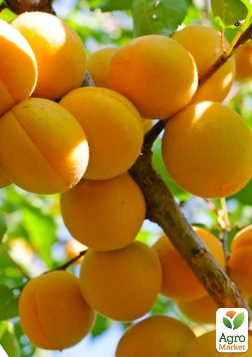 Абрикос "Цар Бибер" (летний сорт, средний срок созревания)