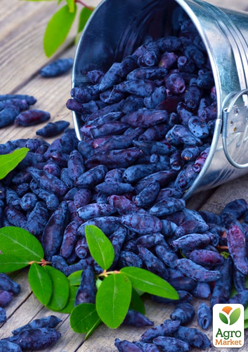 Жимолость "Синій птах" (ранній термін дозрівання, стійкий до осипання сорт) - фото 6