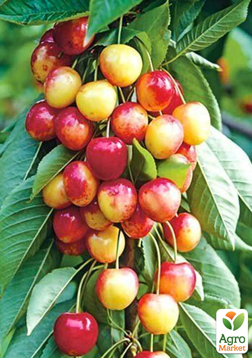 Черешня колоновидная розовая "Сабрина"