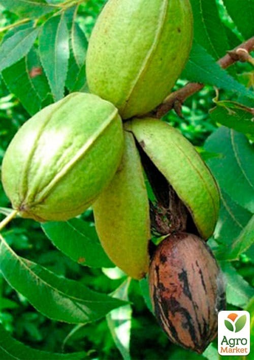 Орех Пекан "Barton" (неприхотливый, высокоурожайный) - фото 2