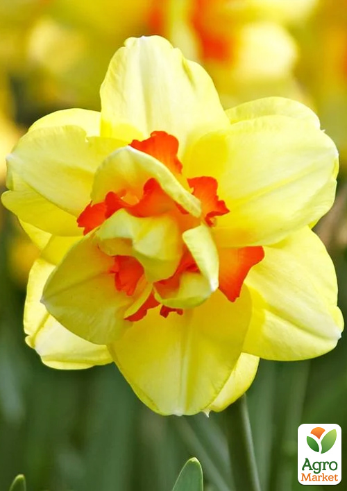 Нарцисс "Tahiti" укорененный