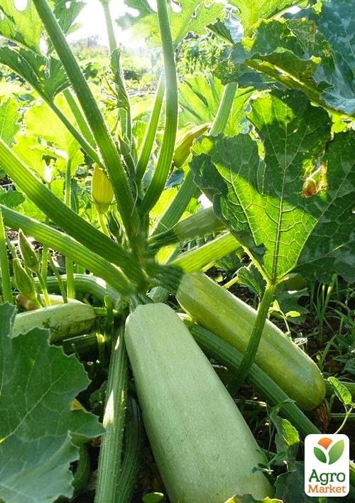 Кабачок "Муфаса F1" ТМ "Lark Seeds" 0.5кг