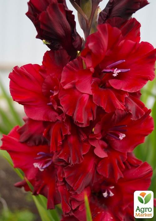 Гладиолус "Fire Ruffle" 