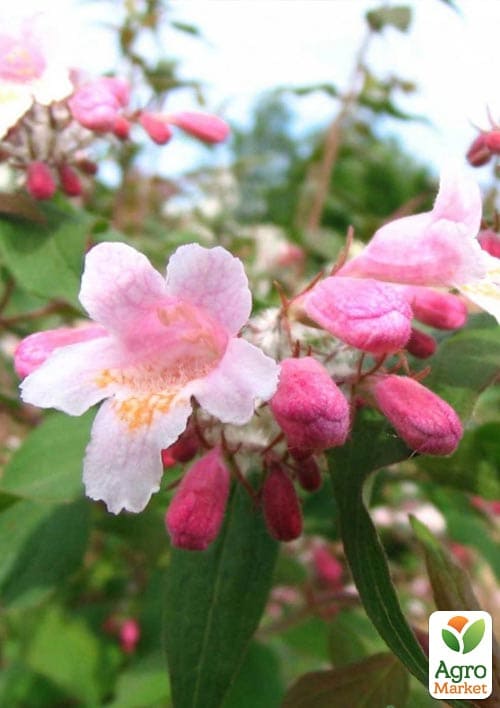 Кольквиция прелестная "Kolkwitzia Pink Cloud" - фото 3