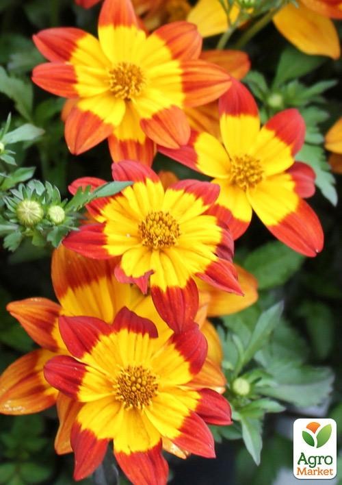 Биденс "Spicy Margarita"