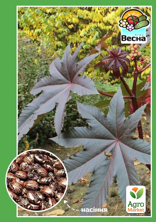 Рицина "Рицина" ТМ "Весна" 5шт