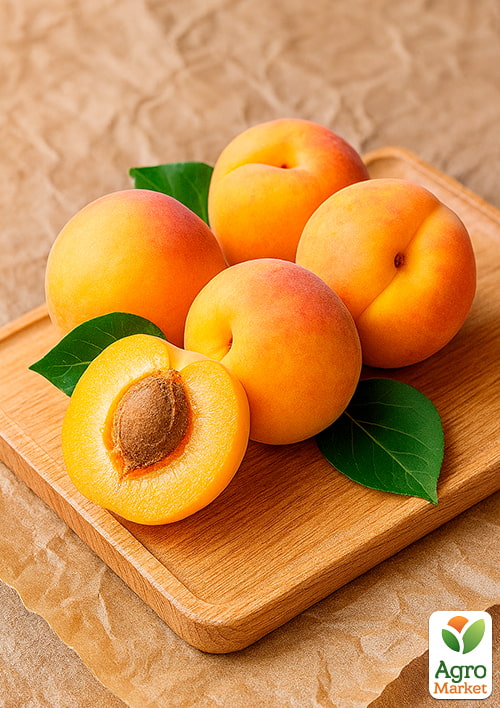 Абрикос "Баршерон" (крупноплодный, позднего срока созревания) - фото 4