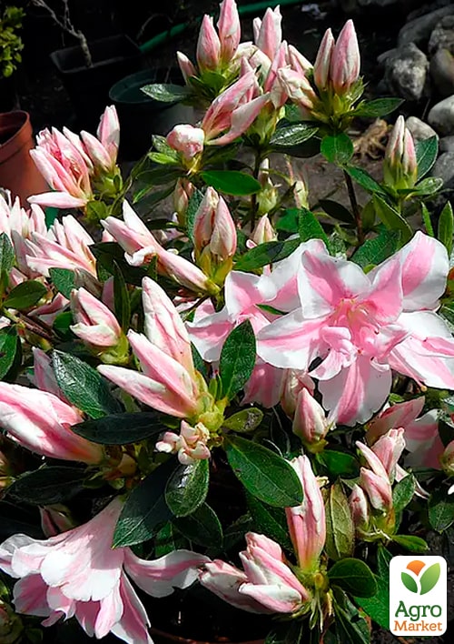 Азалия Японская "Мелли" (Azalea japonica Melle)