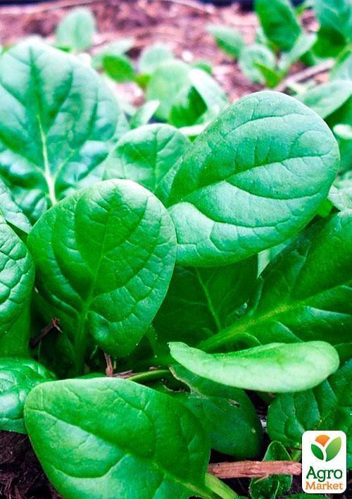 Шпинат (Зипер) ТМ "Весна" 5г - фото 2