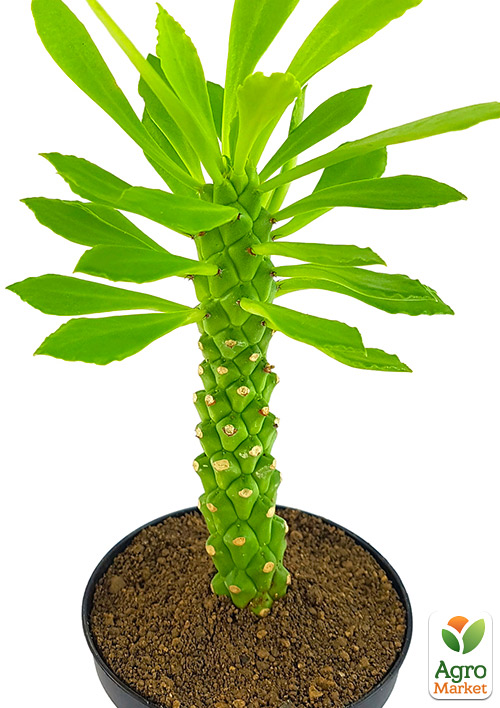 Монаденіум Гюнтера (Monadenium Guentheri) - фото 5