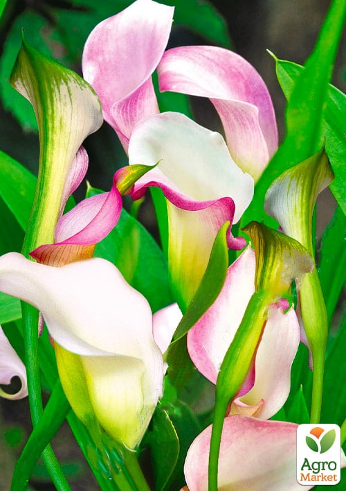 LMTD Зантедеския (калла комнатная) "Crystal Blush"   - фото 6