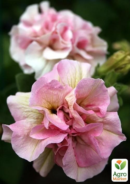 Петунія напівампельна Sweet Sunshine "Light Pink"