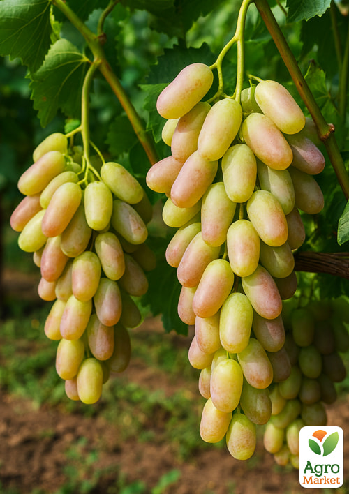 Виноград "Кетмон Сапі" (ранньо-середній термін дозрівання, великий, двостатевий)