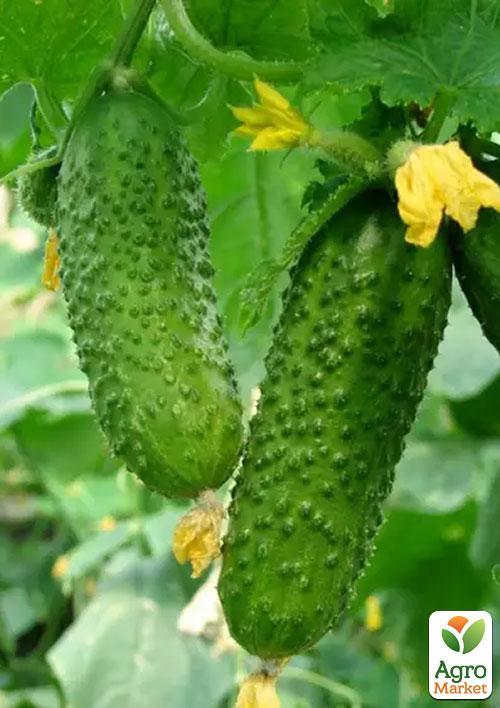 Огірок "Засолочний" (Зипер) ТМ "Весна" 2г - фото 3