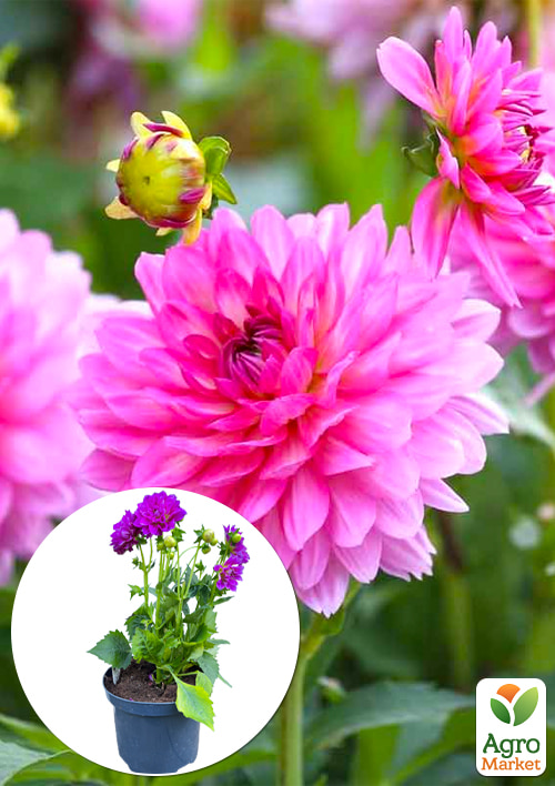 LMTD Георгина низкорослая крупноцветковая "Figaro Gallery Bellini" (цветущая)