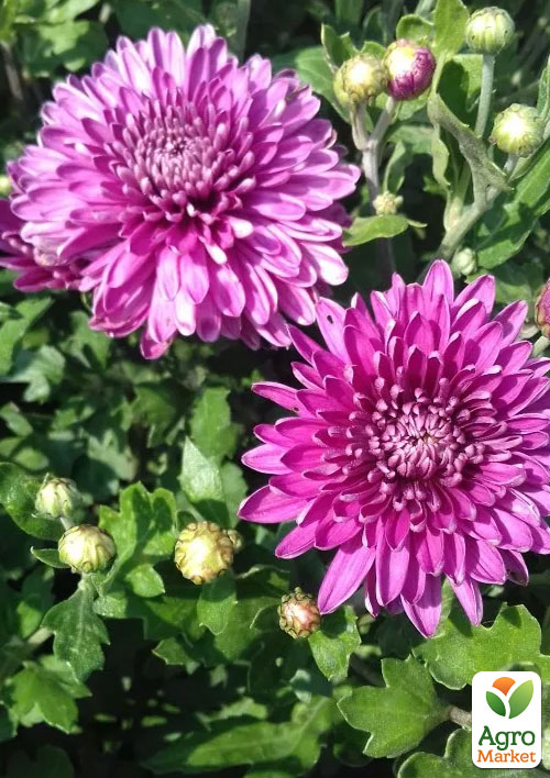 Хризантема мультифлора шарообразная "Diva Violet" 