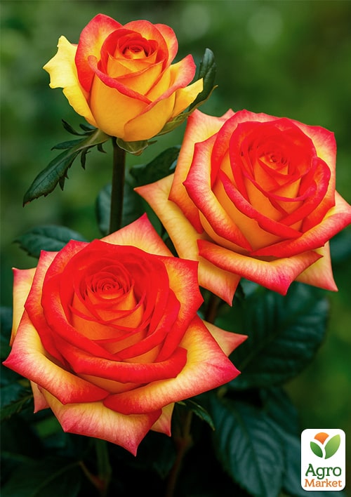 Роза чайно-гибридная "Амбианс" (саженец класса АА+) высший сорт - фото 4