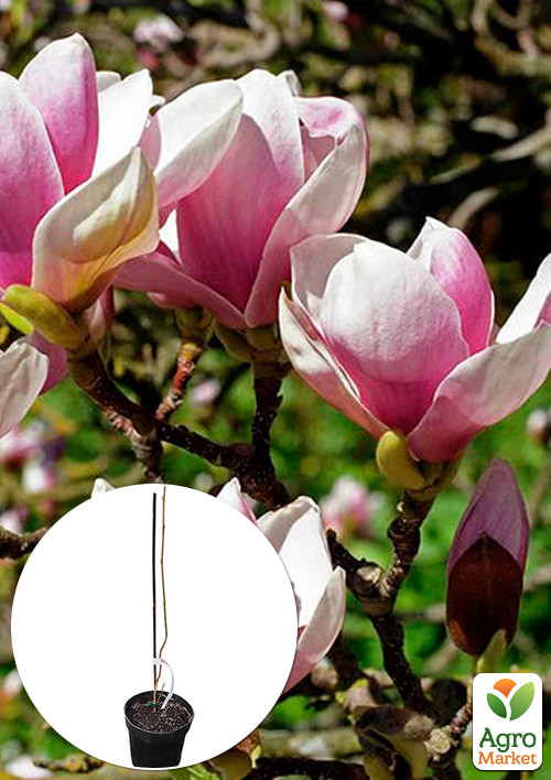 Магнолія 2-х річна гібридна "Alexandrina" (висота 30-40см)