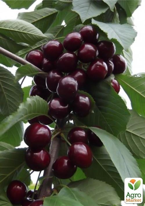 Черешня "Улюблениця Туровцева" (літній сорт, ранній термін дозрівання)