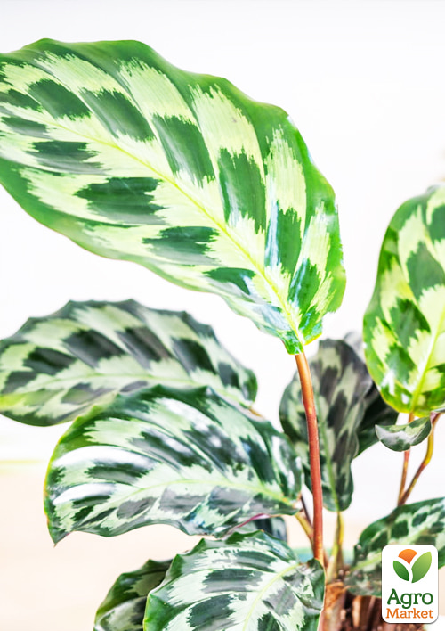 Калатея "Helen Kennedy" висота 35-45см - фото 6