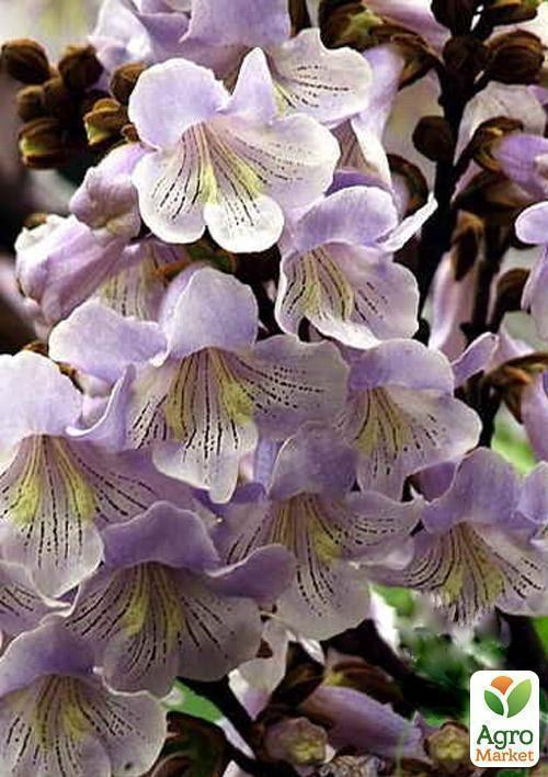 Павловния лиловоцветущая "Райский уголок" вазон Р9 - фото 4