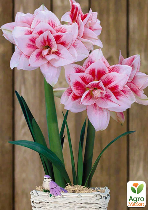 Гіппеаструм махровий "Elvas" (Амариліс)