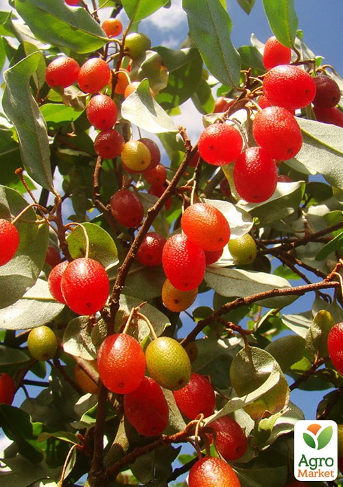 Гумі серебристолистий "Червоні перли" (Red pearl)