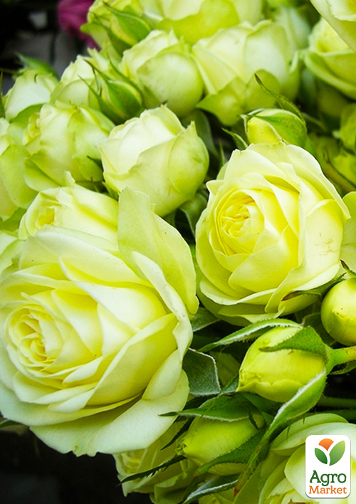 Роза мелкоцветковая (спрей) "Lovely Green" (саженец класса АА+) высший сорт