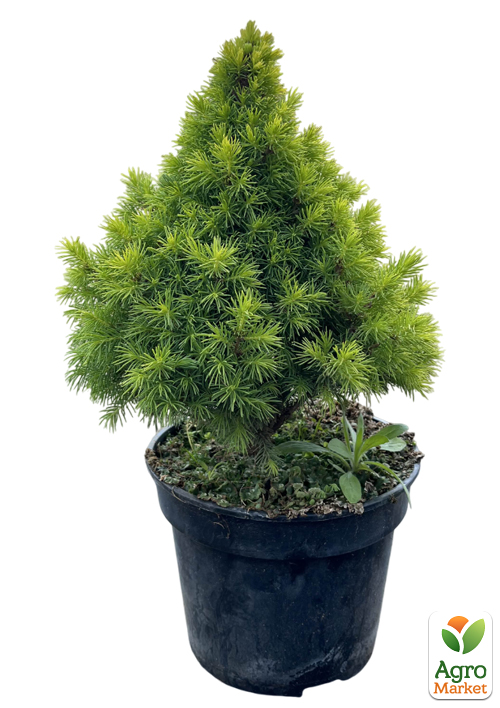 Ель канадская белая " Rainbows End" С3, высота 25-30см - фото 2