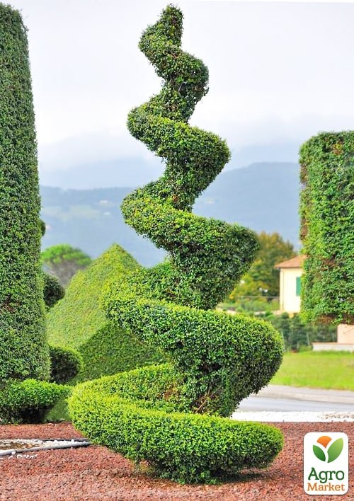 Туя западная "Smaragd" Спираль (высота 100-120см)