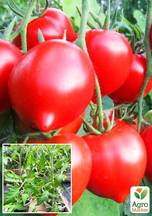 Рассада Томат «Примадонна» (фермерское взращивание), 1шт в упаковке