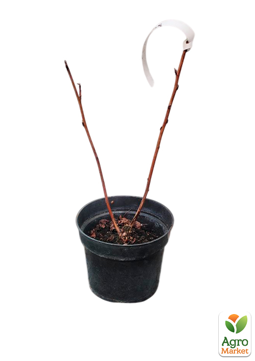 Пузыреплодник калинолистный "Luteus" С2, высота 20-40см - фото 2