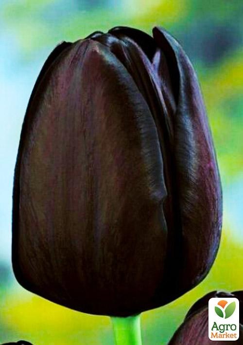 Тюльпан "Queen of Night" 3шт в упаковке