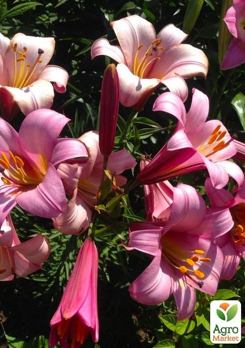 Лілія Трубчаста "Pink Planet" - фото 4