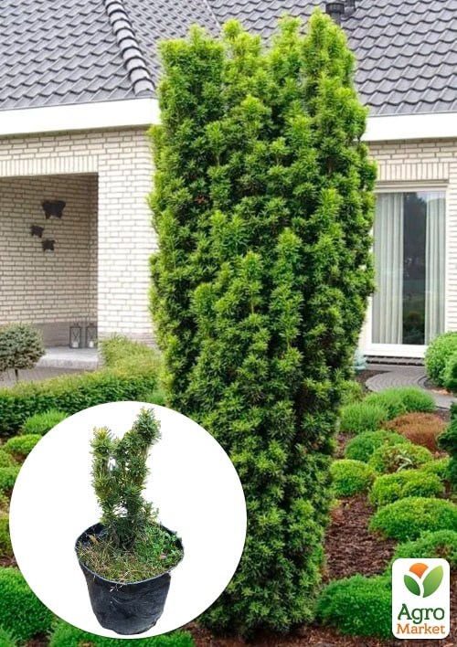 Тис ягідний "David" С2, висота 25-30 см