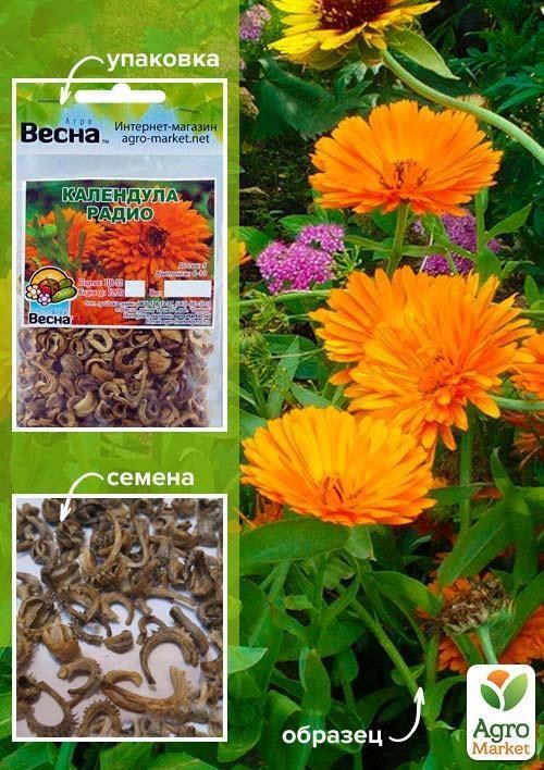 Календула "Радио" (Зипер) ТМ "Весна" 2г