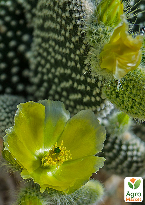 Опунция  "Microdesys Albata"