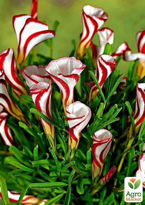 Кислица "Versicolor" 1шт в упаковке (2й сорт)