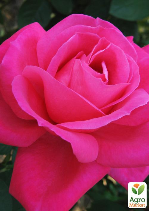 Роза Миниатюрная (комнатная) "Little Robin" (Нидерланды) - фото 5